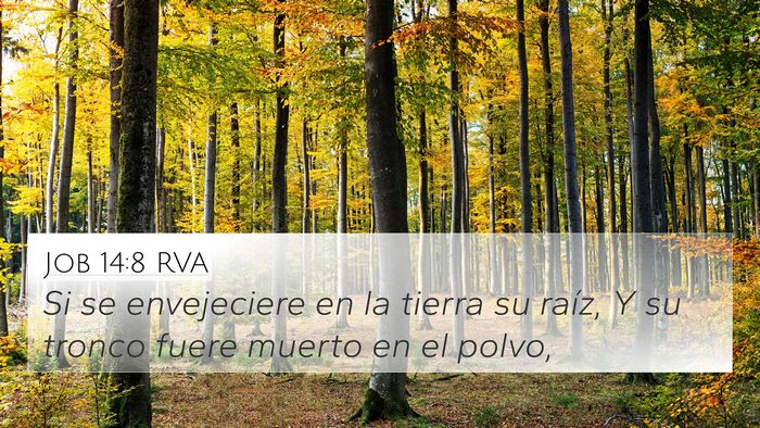 Job 14:8 RVA 4K Wallpaper - Si se envejeciere en la tierra su raíz, Y su - 4K Wallpaper Bible Verse