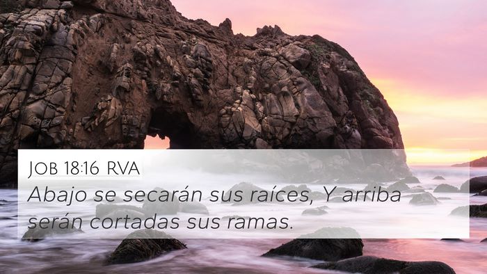 Job 18:16 RVA Bible Verse Image