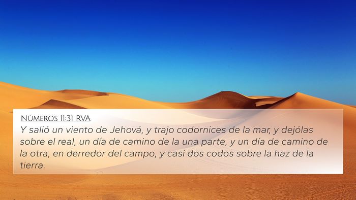 Números 11:31 RVA 4K Wallpaper - Y salió un viento de Jehová, y trajo codornices - 4K Wallpaper Bible Verse