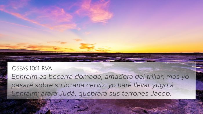 Oseas 10:11 RVA 4K Wallpaper - Ephraim es becerra domada, amadora del trillar; - 4K Wallpaper Bible Verse