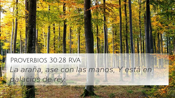 Proverbios 30:28 RVA 4K Wallpaper - La araña, ase con las manos, Y está en palacios - 4K Wallpaper Bible Verse