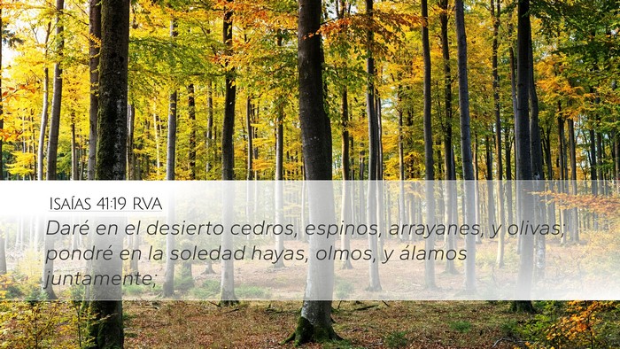Isaías 41:19 RVA Bible Verse Image