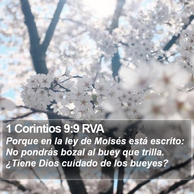 1 Corintios 9:9 RVA Bible Verse Image