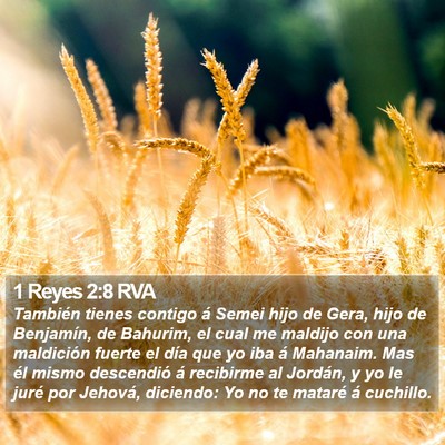 1 Reyes 2:8 RVA Bible Verse Image
