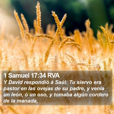 1 Samuel 17:34 RVA Bible Verse Image