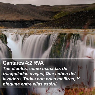 Cantares 4:2 RVA Bible Verse Image