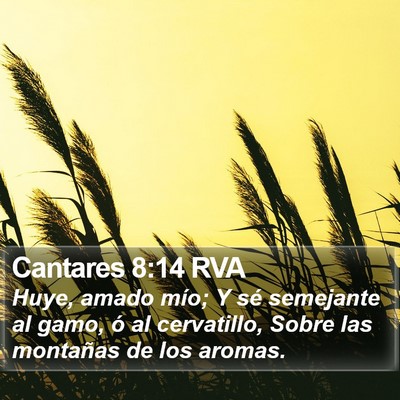 Cantares 8:14 RVA Bible Verse Image