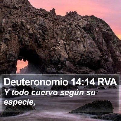 Deuteronomio 14:14 RVA Bible Verse Image