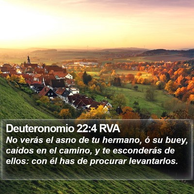 Deuteronomio 22:4 RVA Bible Verse Image