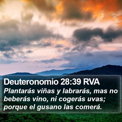 Deuteronomio 28:39 RVA Bible Verse Image