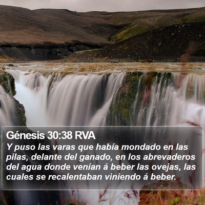 Génesis 30:38 RVA Bible Verse Image
