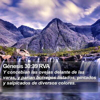 Génesis 30:39 RVA Bible Verse Image