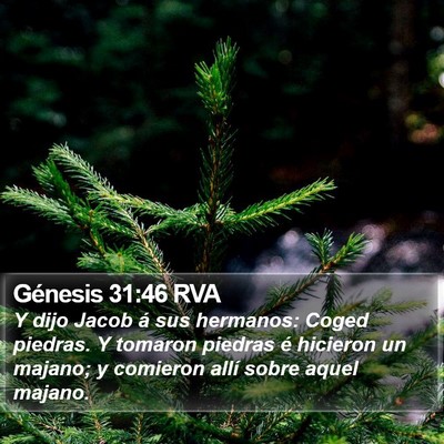 Génesis 31:46 RVA Bible Verse Image
