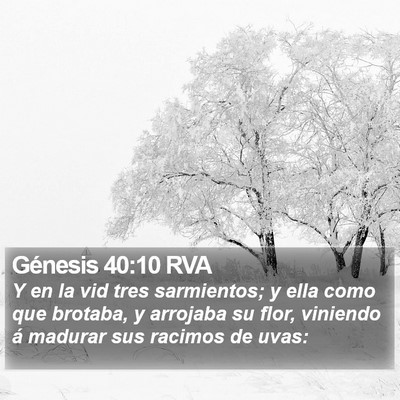 Génesis 40:10 RVA Bible Verse Image