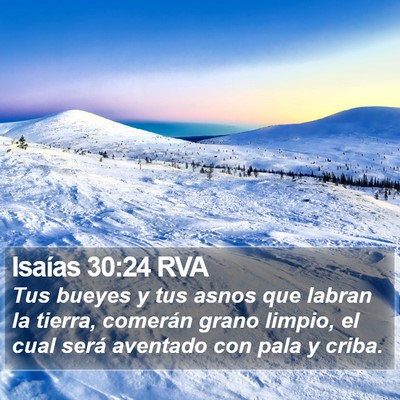 Isaías 30:24 RVA Bible Verse Image