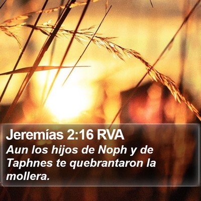 Jeremías 2:16 RVA Bible Verse Image