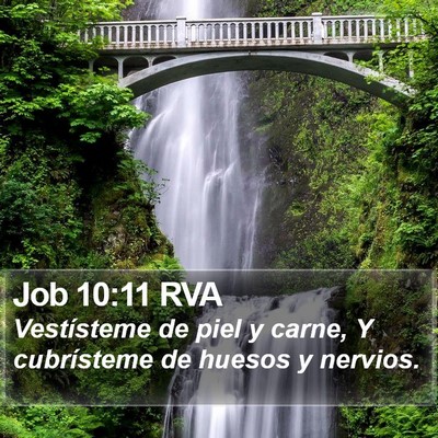 Job 10:11 RVA Bible Verse Image