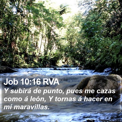 Job 10:16 RVA Bible Verse Image