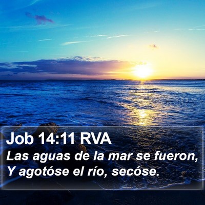 Job 14:11 RVA Bible Verse Image
