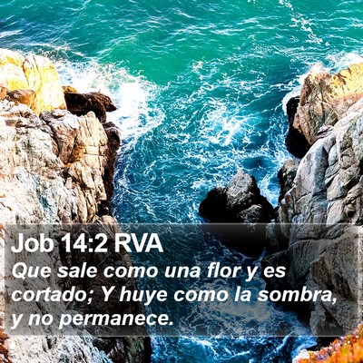 Job 14:2 RVA Bible Verse Image