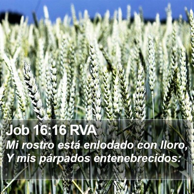 Job 16:16 RVA Bible Verse Image