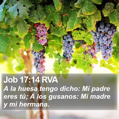 Job 17:14 RVA Bible Verse Image