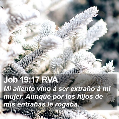 Job 19:17 RVA Bible Verse Image