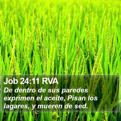 Job 24:11 RVA Bible Verse Image