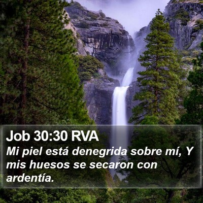 Job 30:30 RVA Bible Verse Image