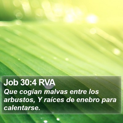 Job 30:4 RVA Bible Verse Image
