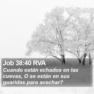 Job 38:40 RVA Bible Verse Image