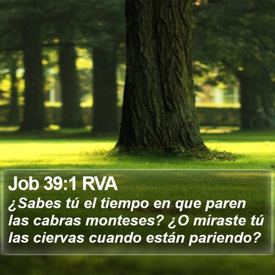Job 39:1 RVA Bible Verse Image