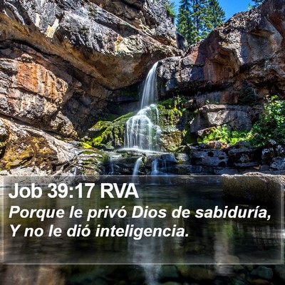 Job 39:17 RVA Bible Verse Image