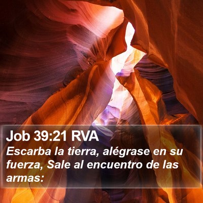 Job 39:21 RVA Bible Verse Image