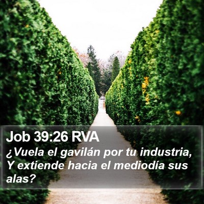 Job 39:26 RVA Bible Verse Image