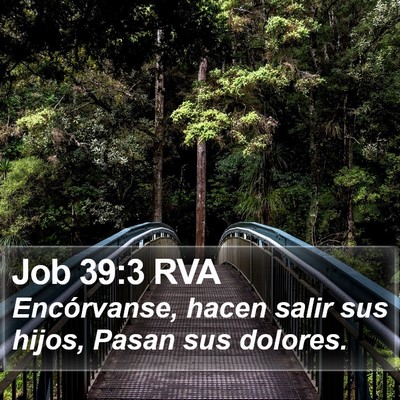 Job 39:3 RVA Bible Verse Image