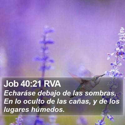 Job 40:21 RVA Bible Verse Image