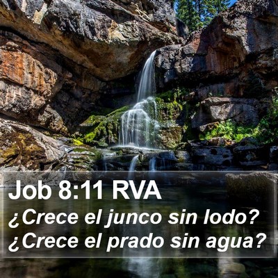 Job 8:11 RVA Bible Verse Image
