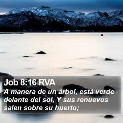 Job 8:16 RVA Bible Verse Image