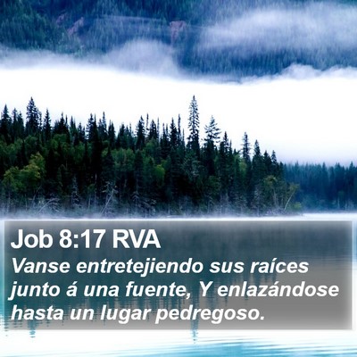 Job 8:17 RVA Bible Verse Image