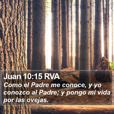 Juan 10:15 RVA Bible Verse Image