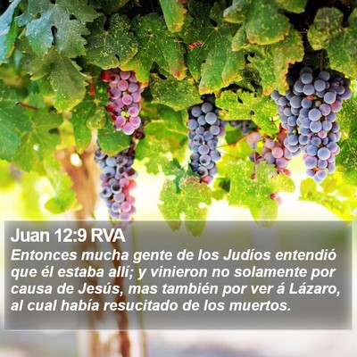 Juan 12:9 RVA Bible Verse Image