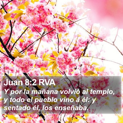 Juan 8:2 RVA Bible Verse Image