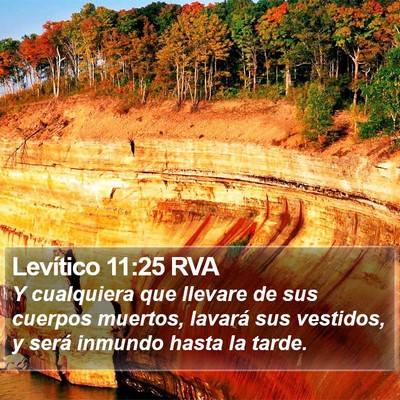 Levítico 11:25 RVA Bible Verse Image