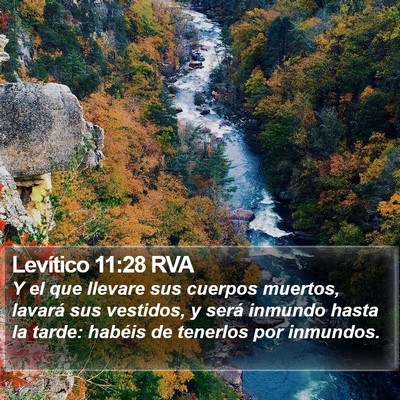 Levítico 11:28 RVA Bible Verse Image