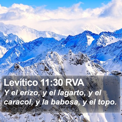 Levítico 11:30 RVA Bible Verse Image