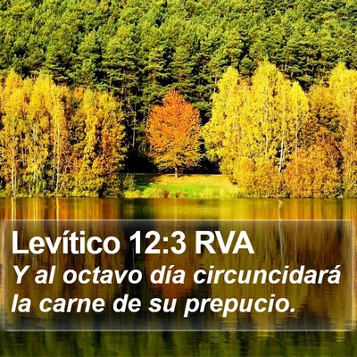 Levítico 12:3 RVA Bible Verse Image