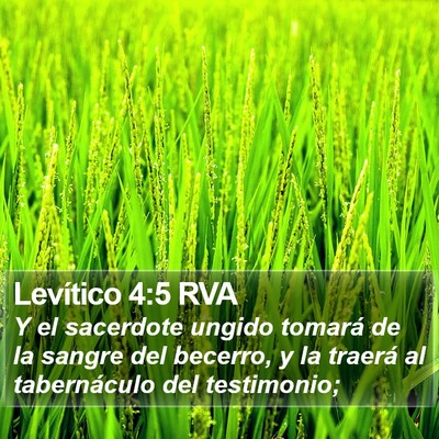 Levítico 4:5 RVA Bible Verse Image
