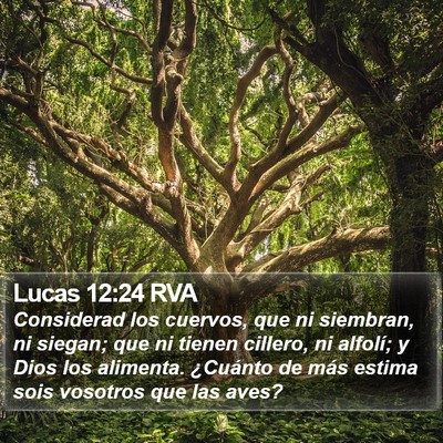Lucas 12:24 RVA Bible Verse Image