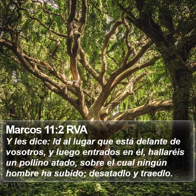 Marcos 11:2 RVA Bible Verse Image